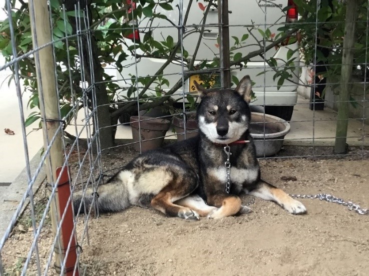 四国犬のリクくん