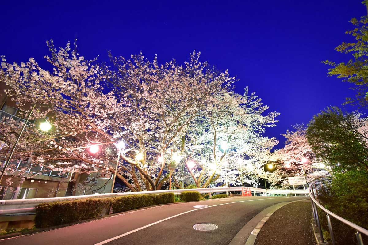 ベテルの夜桜2019（松山エデンの園提供）