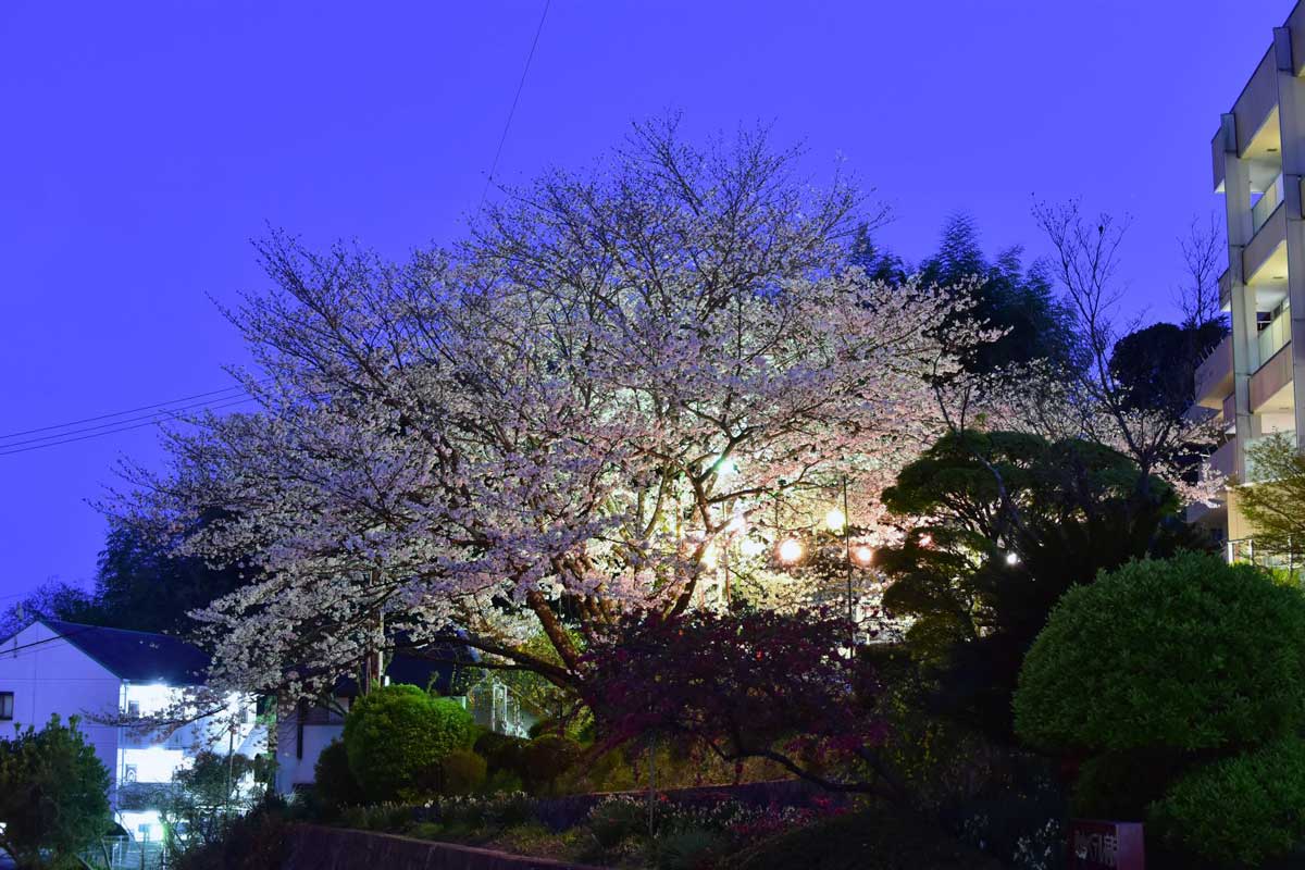 ベテルの夜桜2019（松山エデンの園提供）2